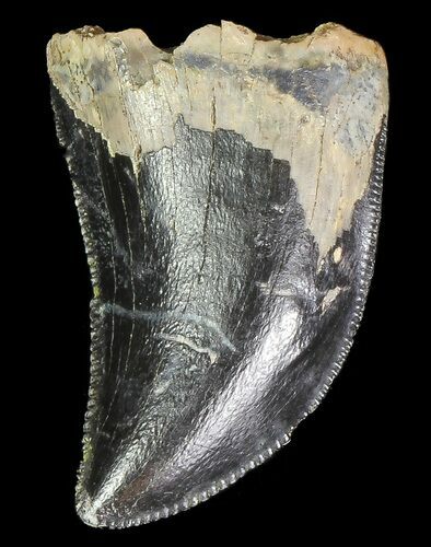 Serrated Theropod Tooth - Alberta (Disposition #-) #67628